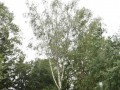 »Slavkina« breza še vedno raste