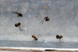 Roji letečih mravelj