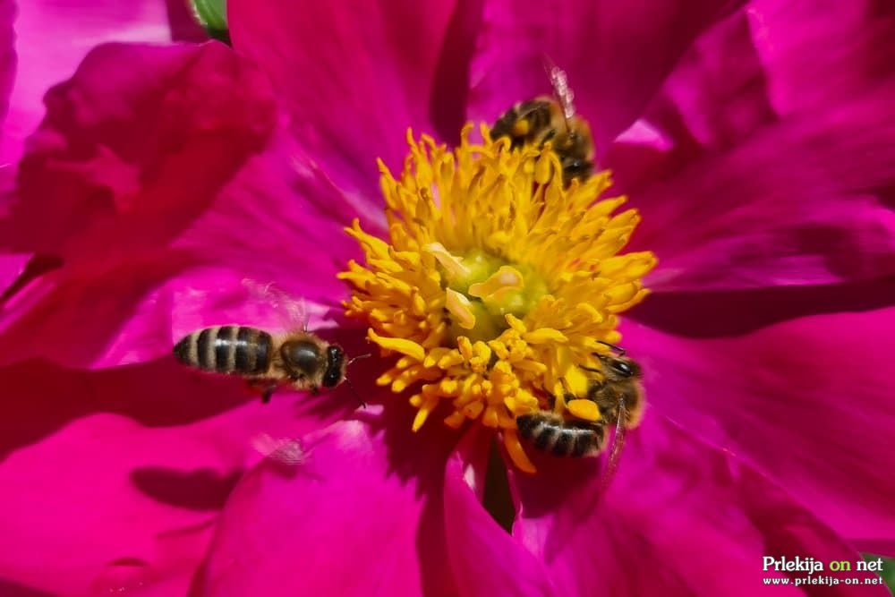 V Sloveniji je čebelarstvo del zgodovinske in kulturne dediščine, kranjska čebela pa eden od nacionalnih simbolov