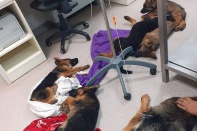 Psi so bili na infuzijah