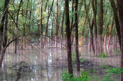 Poplavljen gozd, foto: Aleksander Koren