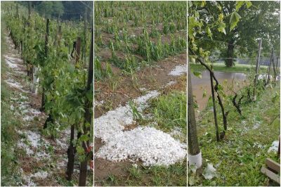 Nastala je škoda na poljščinah in v vinogradih