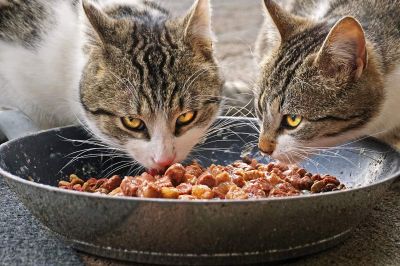 Umikajo hrano za mačke (simbolična fotografija)