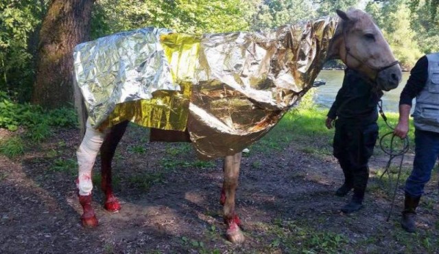 Poškodovanega konja so oskrbeli, foto: PGD Gornja Radgona