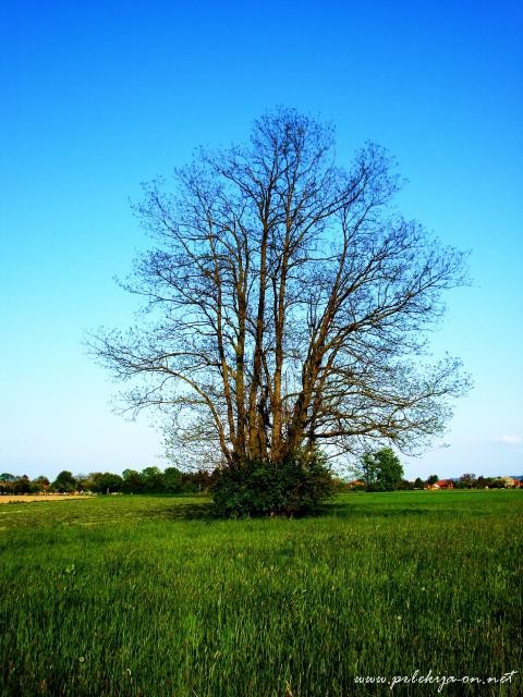 osamelo drevo