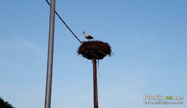 Štorklja na gnezdu na Lendavski cesti v Ljutomeru