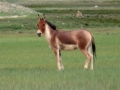 KJANG - divji osel ob jezeru TSOKHAR n.m. v. 4500 m Indija