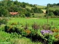 krave počivajo