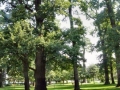 Park1