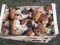 Jurčki