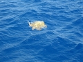 Caretta Caretta