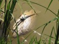 Pogin rib v Gajševskem jezeru