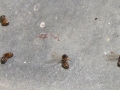 Pomrle mravlje