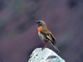 PTIČEK - LHARSA n.m.v. 4700m Indija