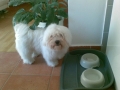 Romi
