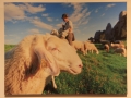 Fotografija pastirja s solčavskimi ovcami