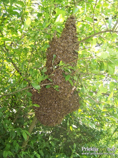 Čebelji roj