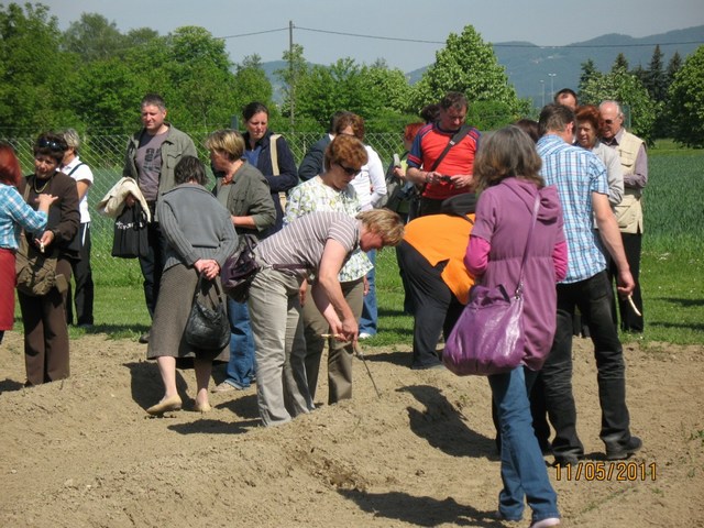 Ogled nasadov špargljev