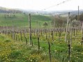 Potepanje vinskih kraljic