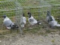 Razstava malih živali: golobi
