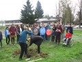 Sajenje dreves na OŠ Cvetka Golarja Ljutomer