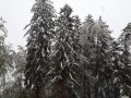 Sneg na Štajerskem