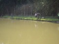 Jutranja meglica nad ribnikom