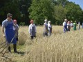 22. žetev zlatega klasa na Stari Gori