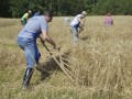 22. žetev zlatega klasa na Stari Gori