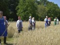 22. žetev zlatega klasa na Stari Gori