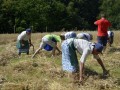 22. žetev zlatega klasa na Stari Gori