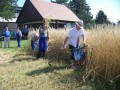 Žetev zlatega klasja v Puconcih