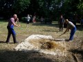 Ročna mlatitev rži z lesenimi cepmi