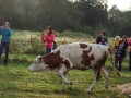 Krava Nika in njena mama