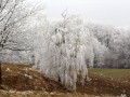 Ivje na drevju
