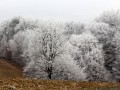 Ivje na drevju