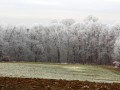 Ivje na drevju