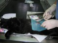 Sterilizacija mačke