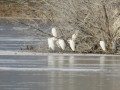 Zamrznjeno Gajševsko jezero