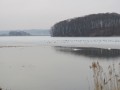 Labodi na Gajševskem jezeru