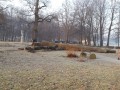 Sečnja dveh hrastov v parku