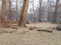 Sečnja dveh hrastov v parku
