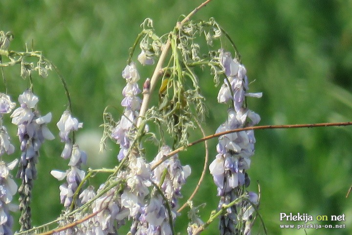 Aprilska pozeba