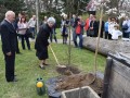 Svakinja Gizi Vratuša zasaja sadilo hrasta