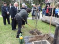 Vnukinja Sonja Vratuša ob sadiki hrasta