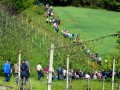 19. Tradicionalni dan odprtih vrat - vinskih kleti