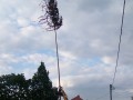 Postavljanje prvomajskega drevesa v Beltincih