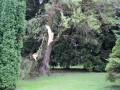 Podrta drevesa v radenskem parku