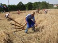 23. Žetev zlatega klasa