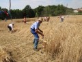 23. Žetev zlatega klasa